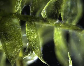В УрФУ собираются сделать экологичное биотопливо из водорослей