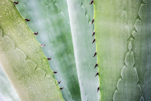Австралийцы собираются производить биотопливо на основе текилы